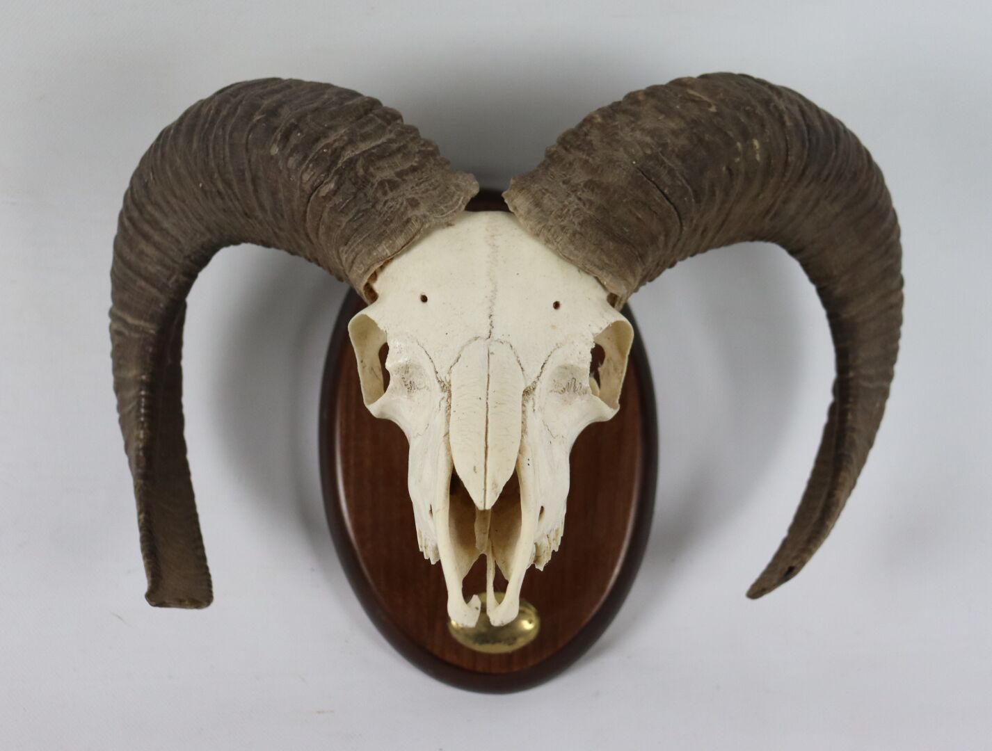 Null Cráneo de oveja (ovis aries musimon), sobre un escudo de madera barnizada. &hellip;