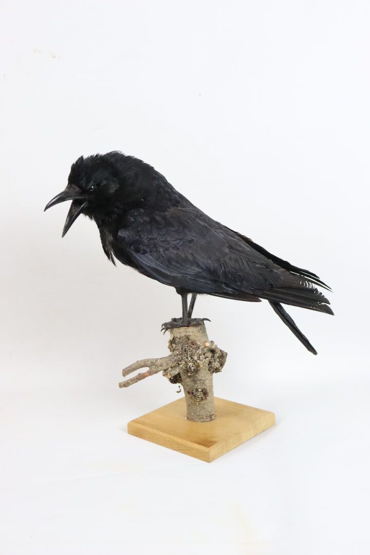 Null Naturalisierte Rabenkrähe (corvus corone), auf einem Astsockel.

H_36 cm L_&hellip;