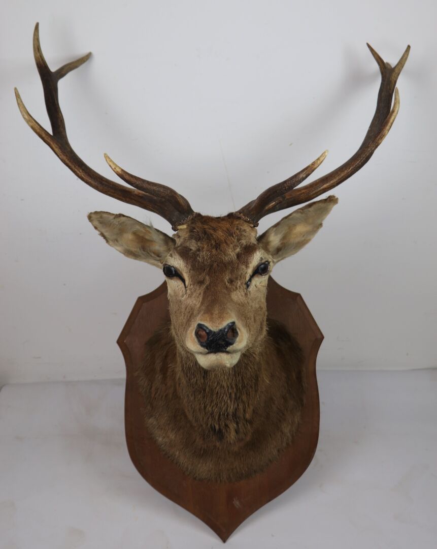 Null Head in cape of big elaphe stag on escutcheon in light oak. 

H_123 cm L_82&hellip;