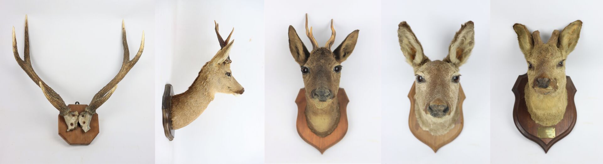 Null Set of four deer heads on escutcheon.

One dated 1913 and annotated Bois de&hellip;