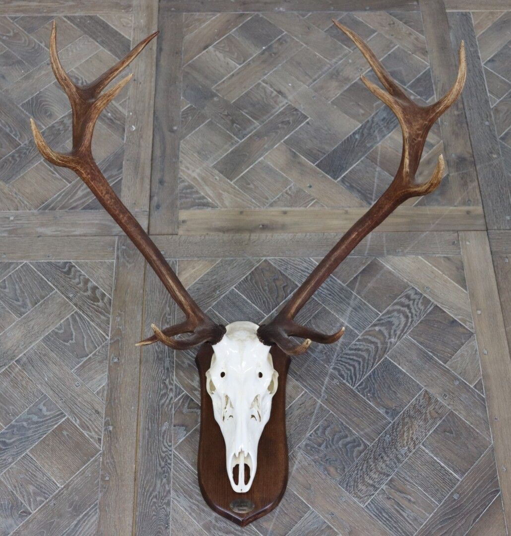 Null 十二体鹿的屠杀，装在护身符上

西班牙Las Arripas，1985年。

高100厘米 - 宽86厘米