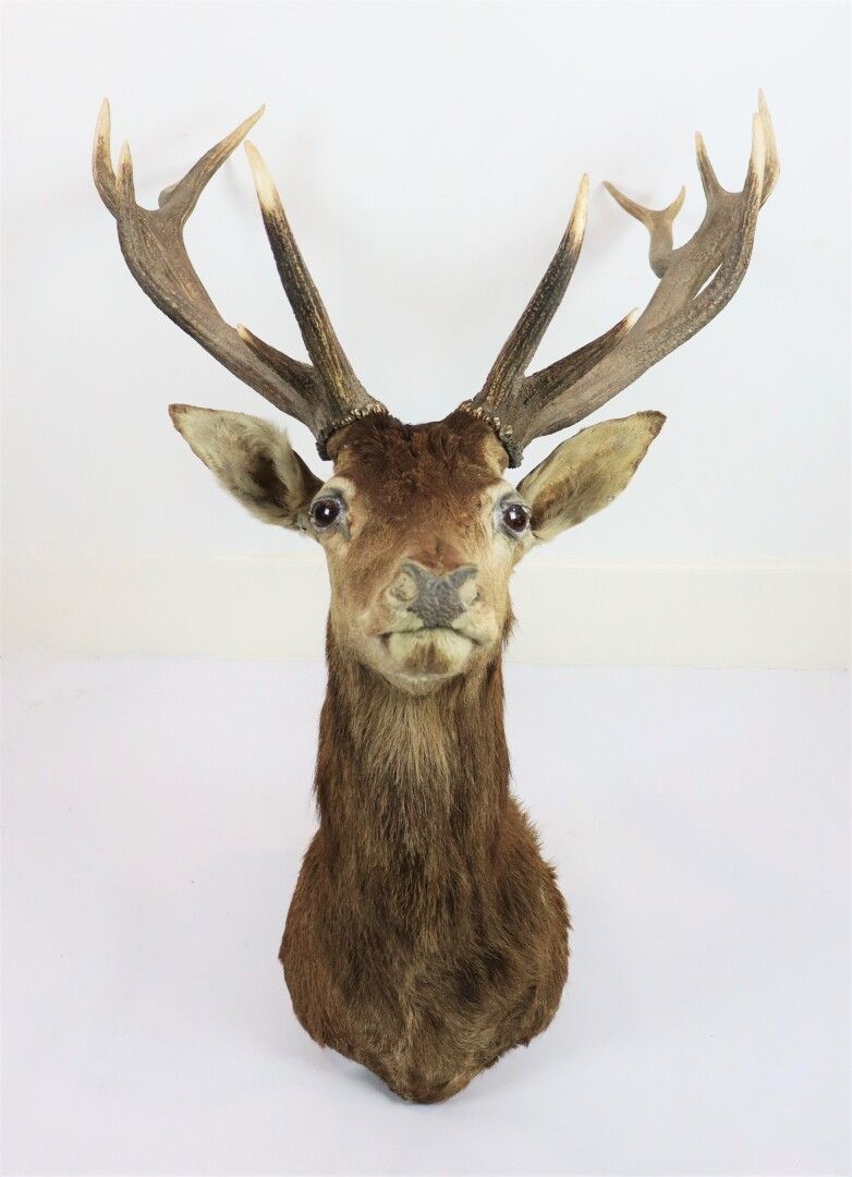 Null Head in deer cape with twelve regulars.

L(wood)_90 cm l(wood)_86 cm