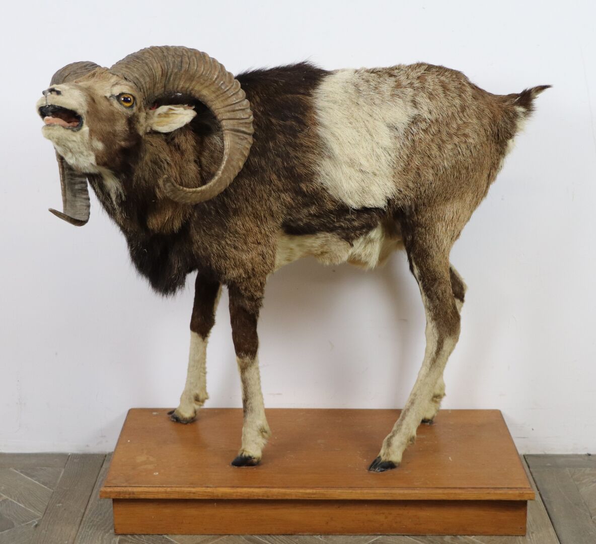 Null Mouflon (ovis aries musimon) naturalisé.

Sur un socle en bois.

H_81 cm L_&hellip;