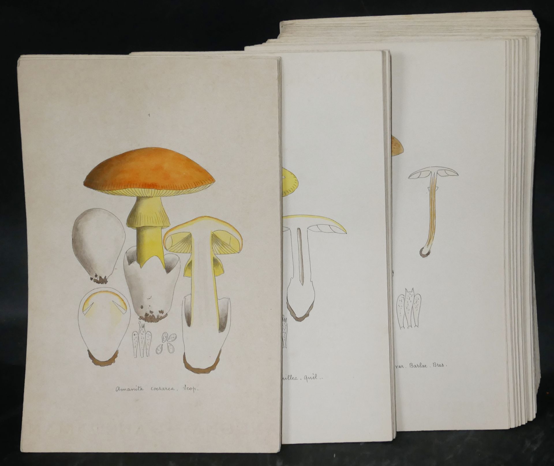 Null E.WALHEIN.收集了199幅水彩画，代表了Bresadola的前200幅图画。缺少的第23号：Lepiota mastoidea. 1928年。