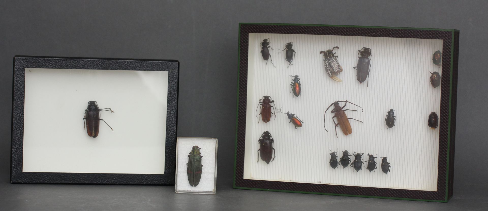 Null Lot of beetles in three boxes