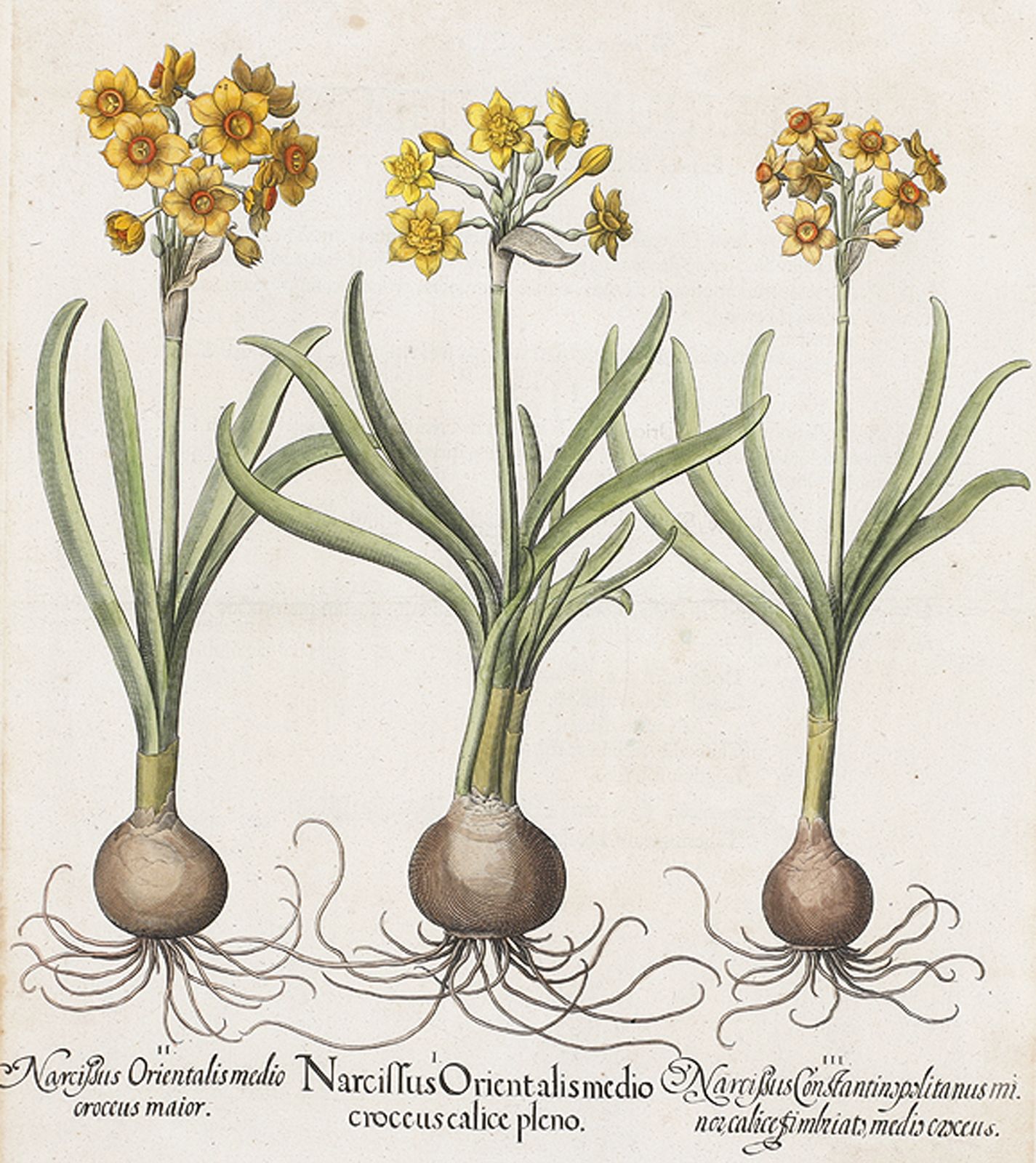 VARIA - BOTANIK_x001D_ VARIA - BOTANIK_x001D_ Narcissus Orientalis medio croceus&hellip;