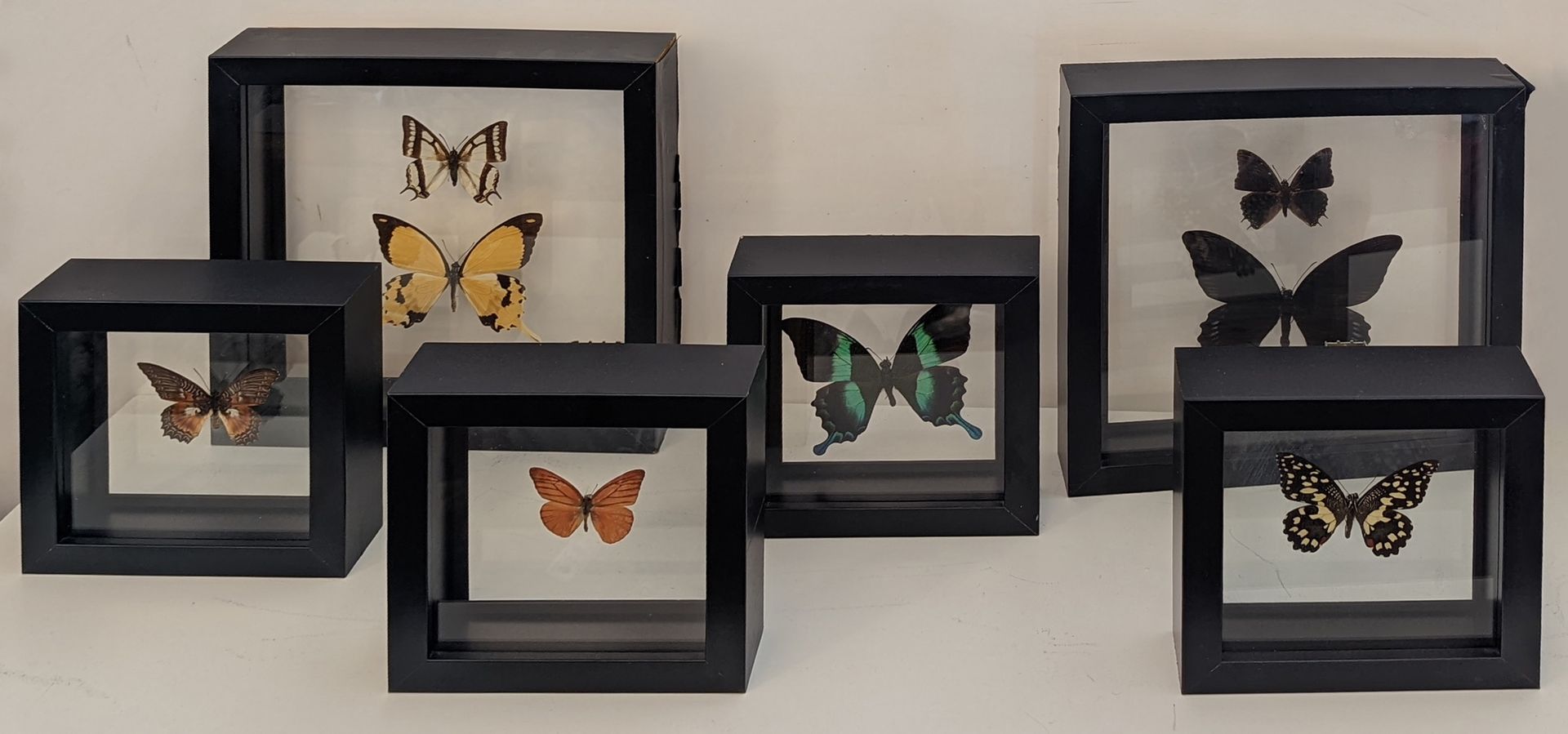 Null Eine Sammlung von präparierten Schmetterlingen