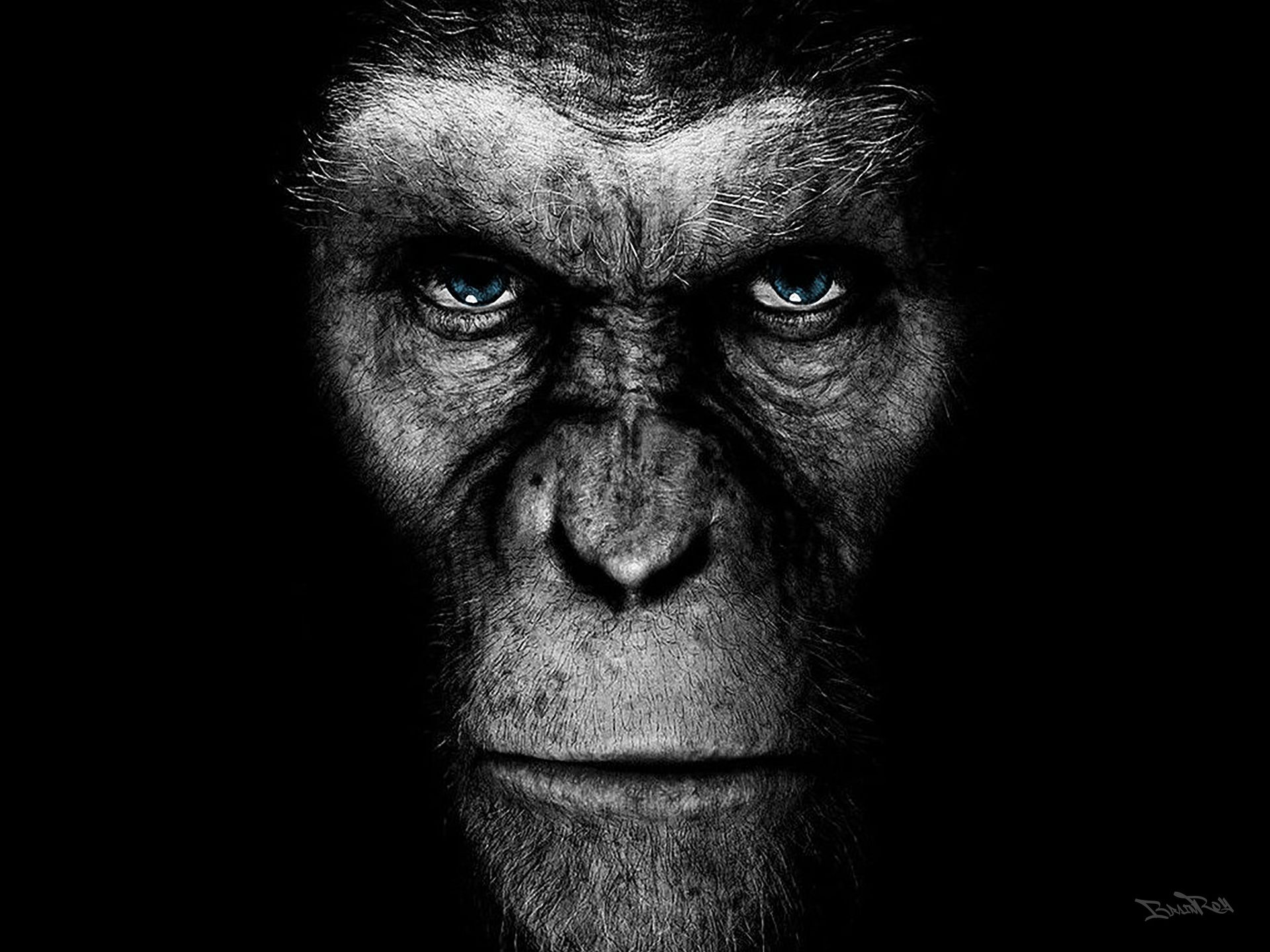 Null BRAIN ROY (MR&ROY, Né en 1980) 

Gorille Portrait

Impression digitale sous&hellip;