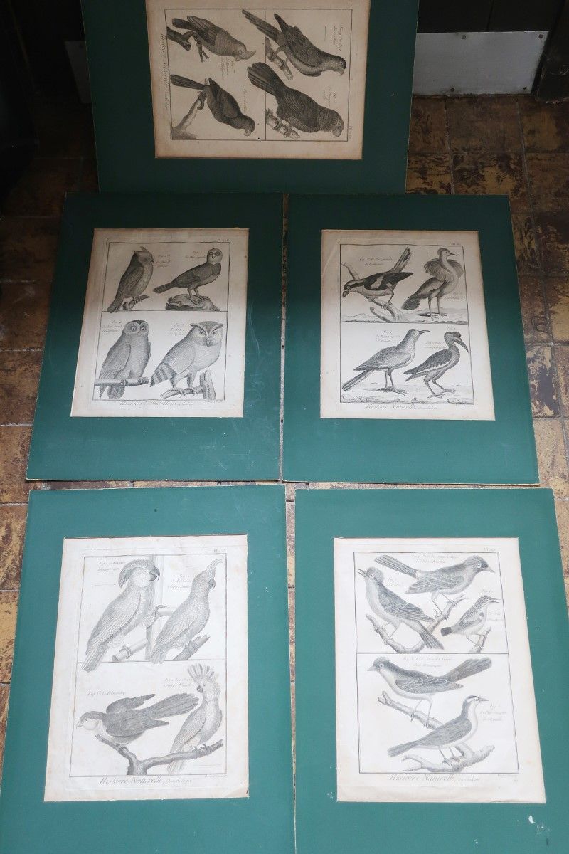 Null Lot de vues d'oiseaux, gravures sur cuivre du 18e/19e siècle, cadrages env.&hellip;