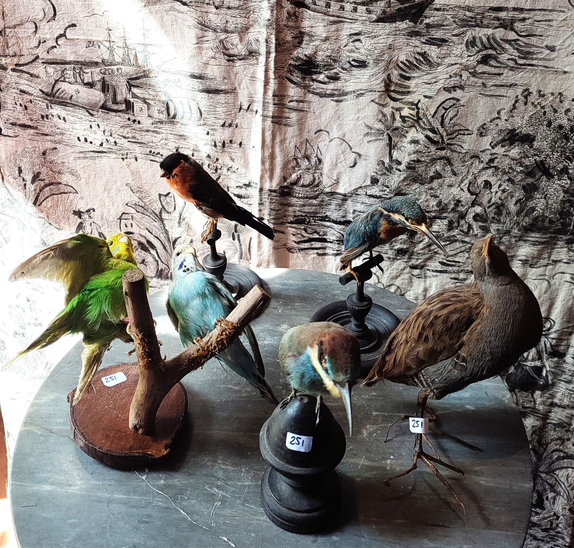 Null Six taxidermy birds including a kingfisher, some parakeets on blackened woo&hellip;