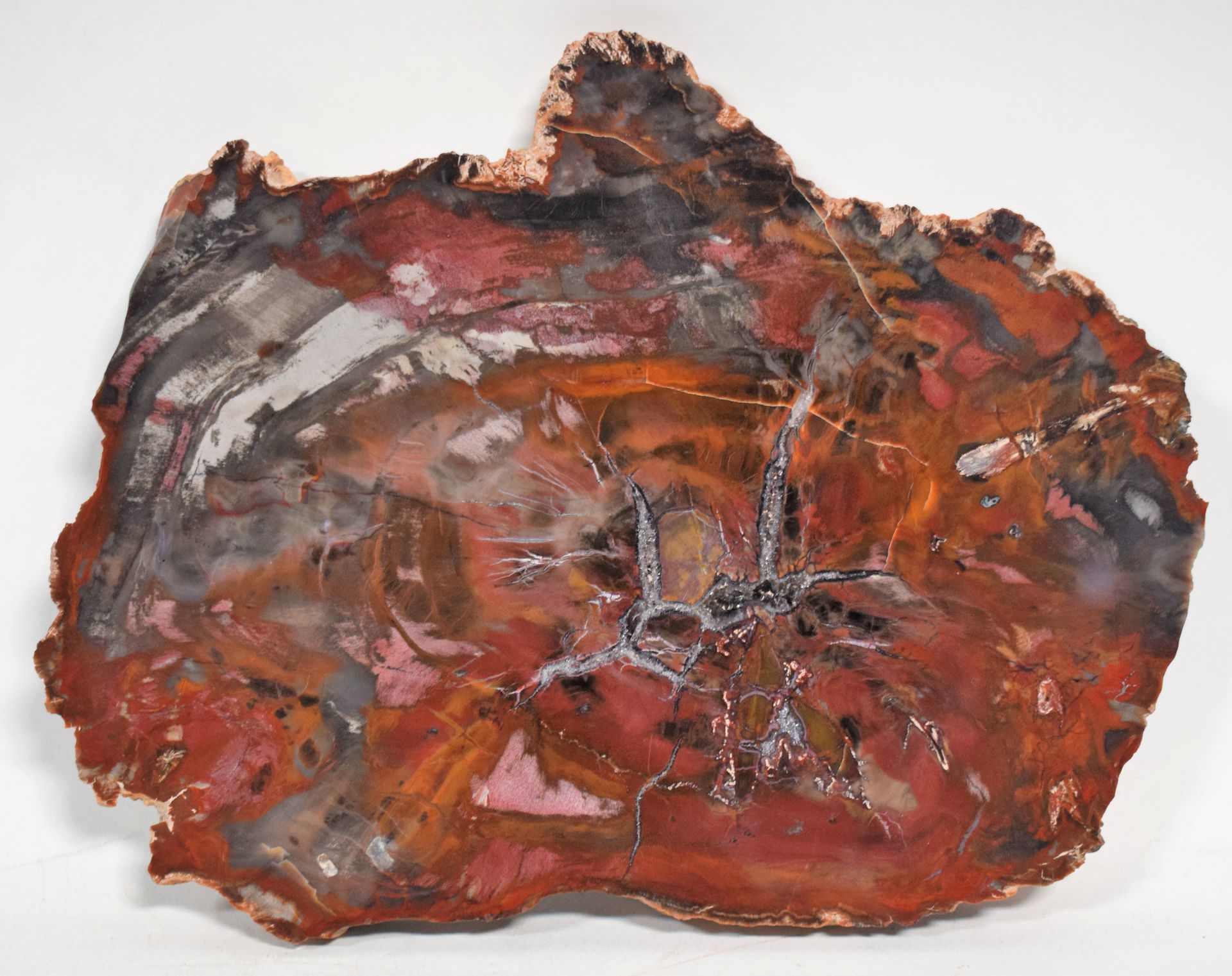 Null (FOSSILE) Madera petrificada, ocre rojo y marrón, 19 x 24,5 cm

|

(FOSSILE&hellip;