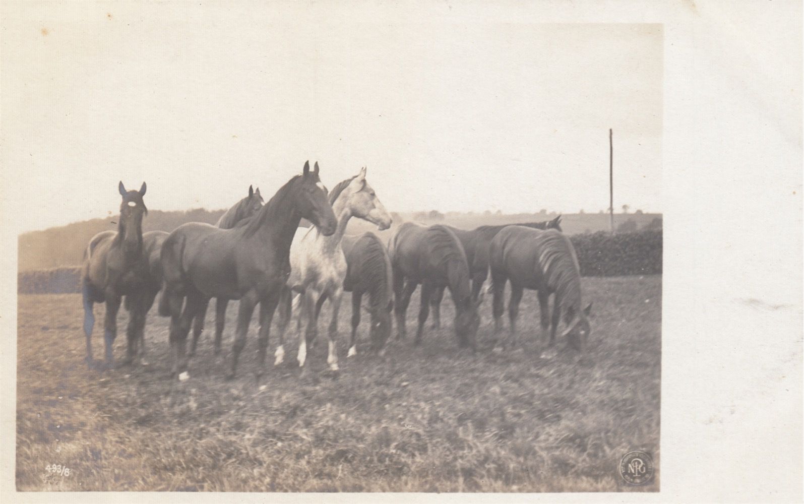 Null 
HORSES. About 170 postcards, various periods.
Among these, a dozen horse s&hellip;