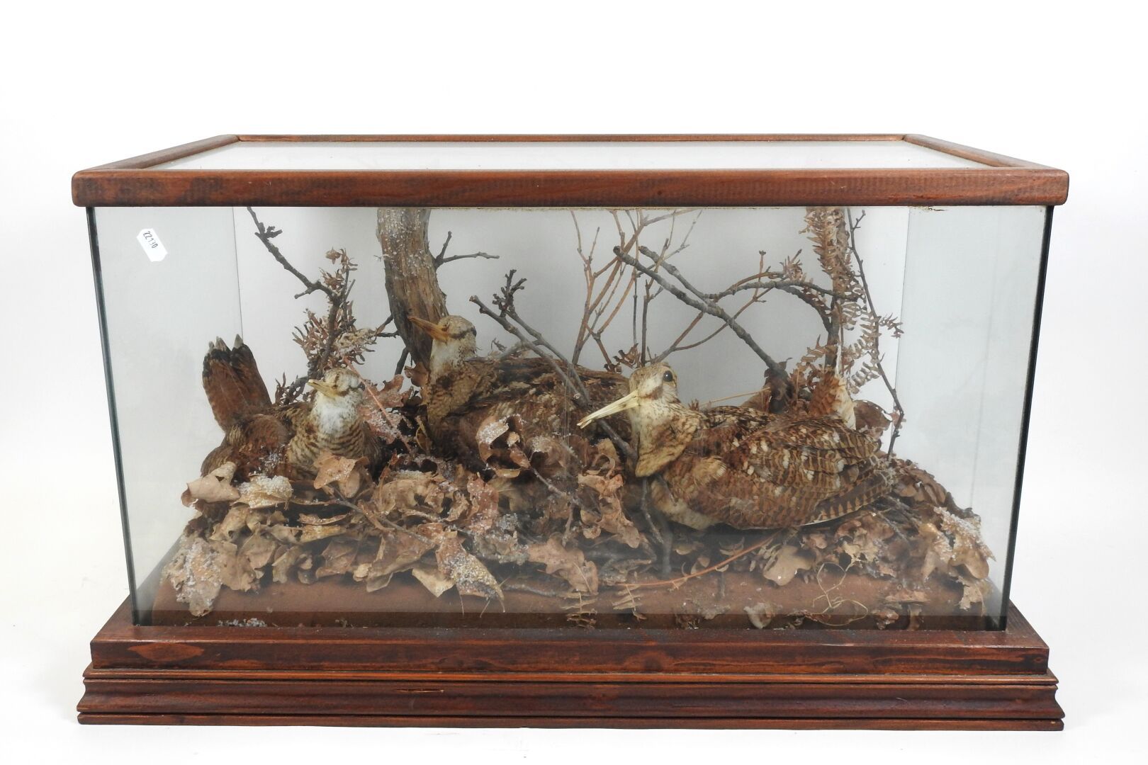 Null 啄木鸟（Scolopax rusticola）（CH）：三个归化的标本在一个树叶和树枝的透视图中，显示为躺着。木质底座上的长方形展示箱。