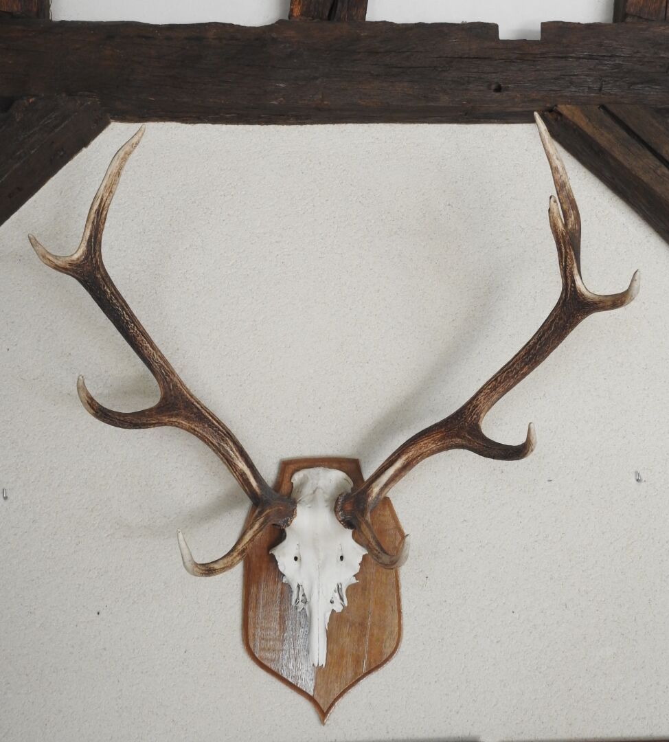 Null Deer (Cervus Elaphus) (CH): Massacre bearing nine horns on wooden escutcheo&hellip;