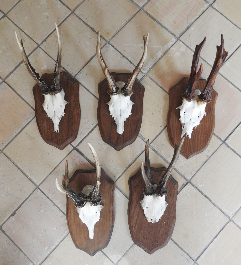Null European roe deer (Capreolus capreolus) (CH): Five killings on antlers.