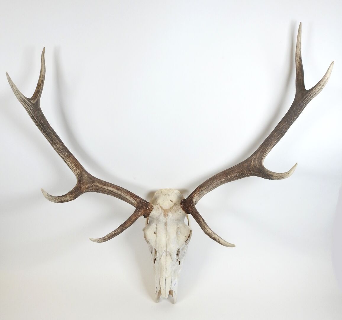 Null Deer (Cervus Elaphus) (CH): Massacre with eight horns.
