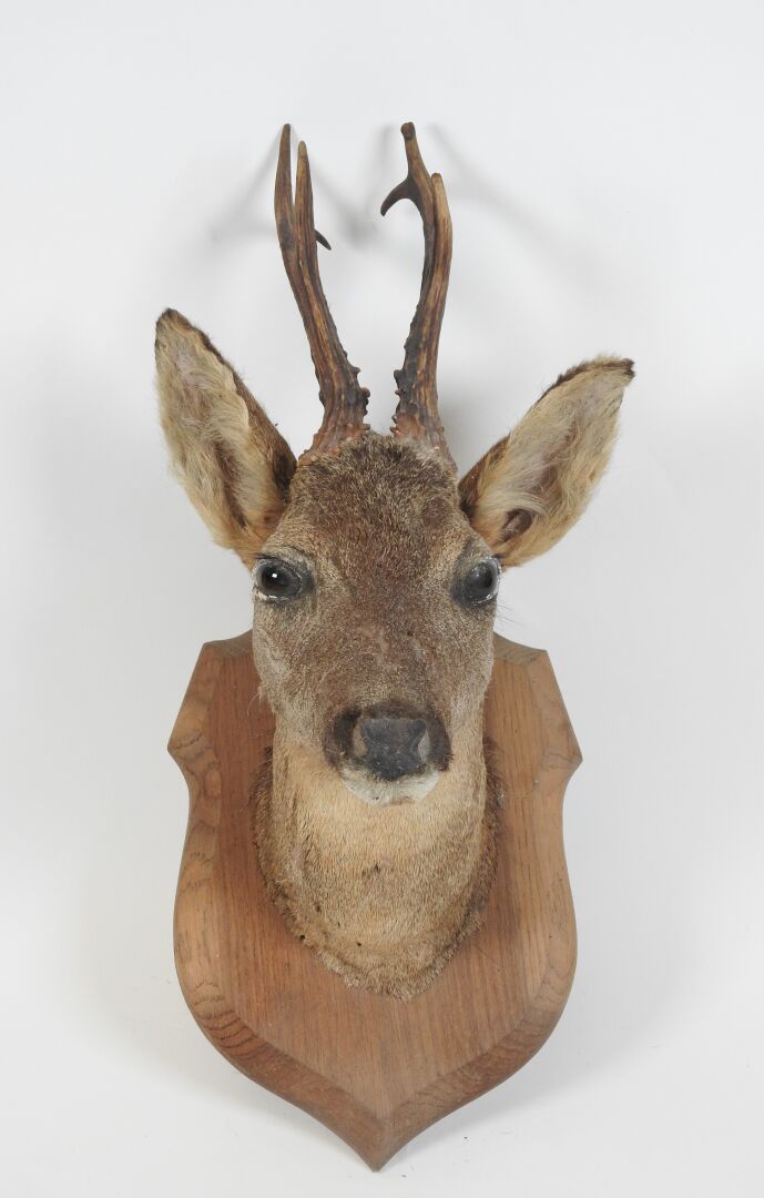 Null European roe deer (Capreolus capreolus) (CH) : Head in cape naturalized on &hellip;