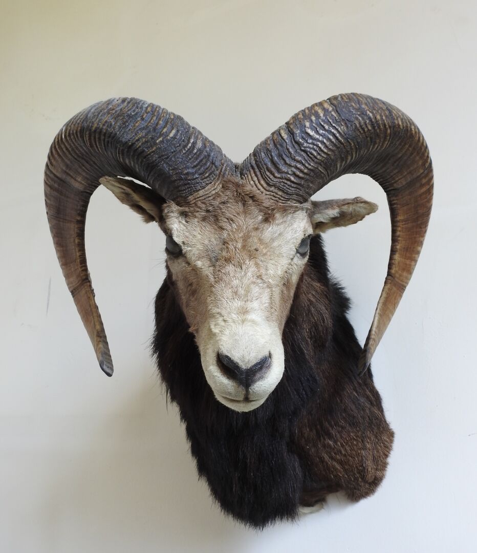 Null European Mouflon (Capreolus capreolus) (CH) : Naturalized head in cape.

Pr&hellip;