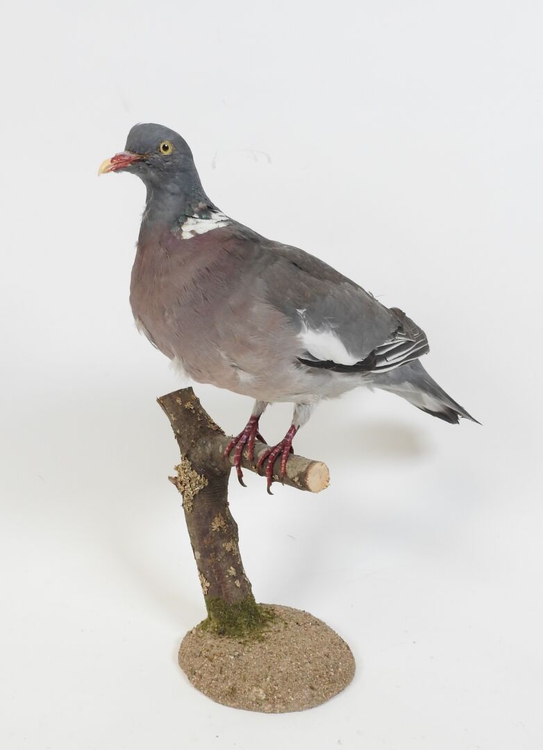 Null Wood pigeon (Columba palumbus) (CH) : naturalized specimen on branch and wo&hellip;