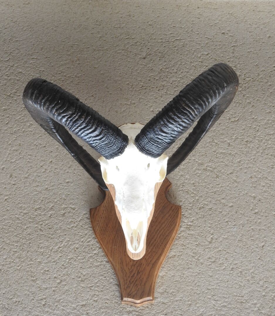 Null Mouflon d'Europe (Ovis aries musimon) (CH) : Massacre sur écusson de bois.