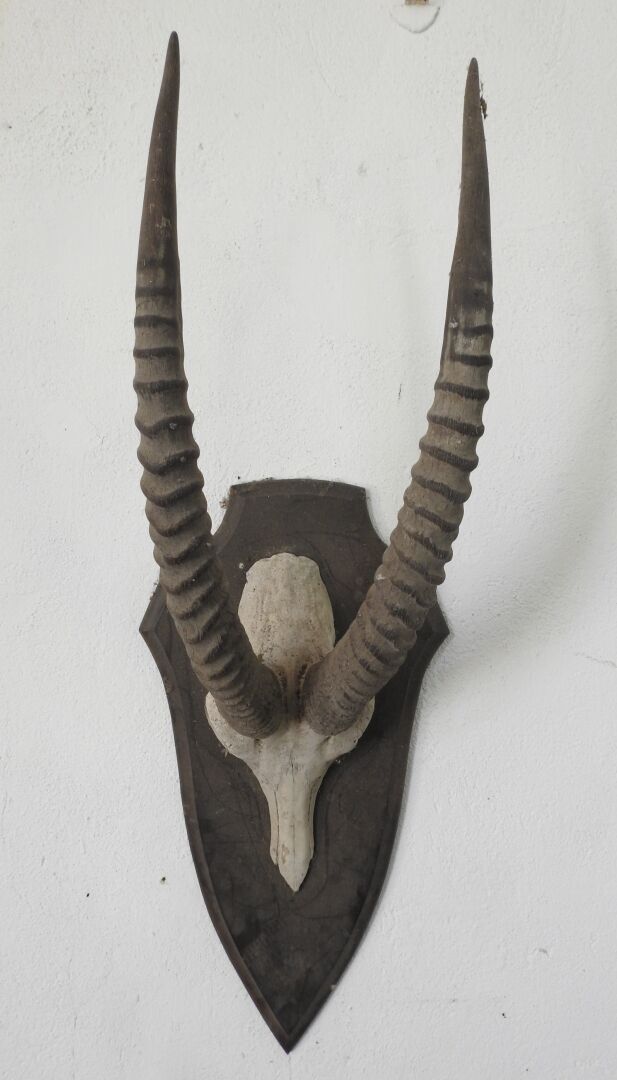 Null Cavallo antilope (Hippotragus equinus) (CH): Massacro su scudo di legno.

P&hellip;