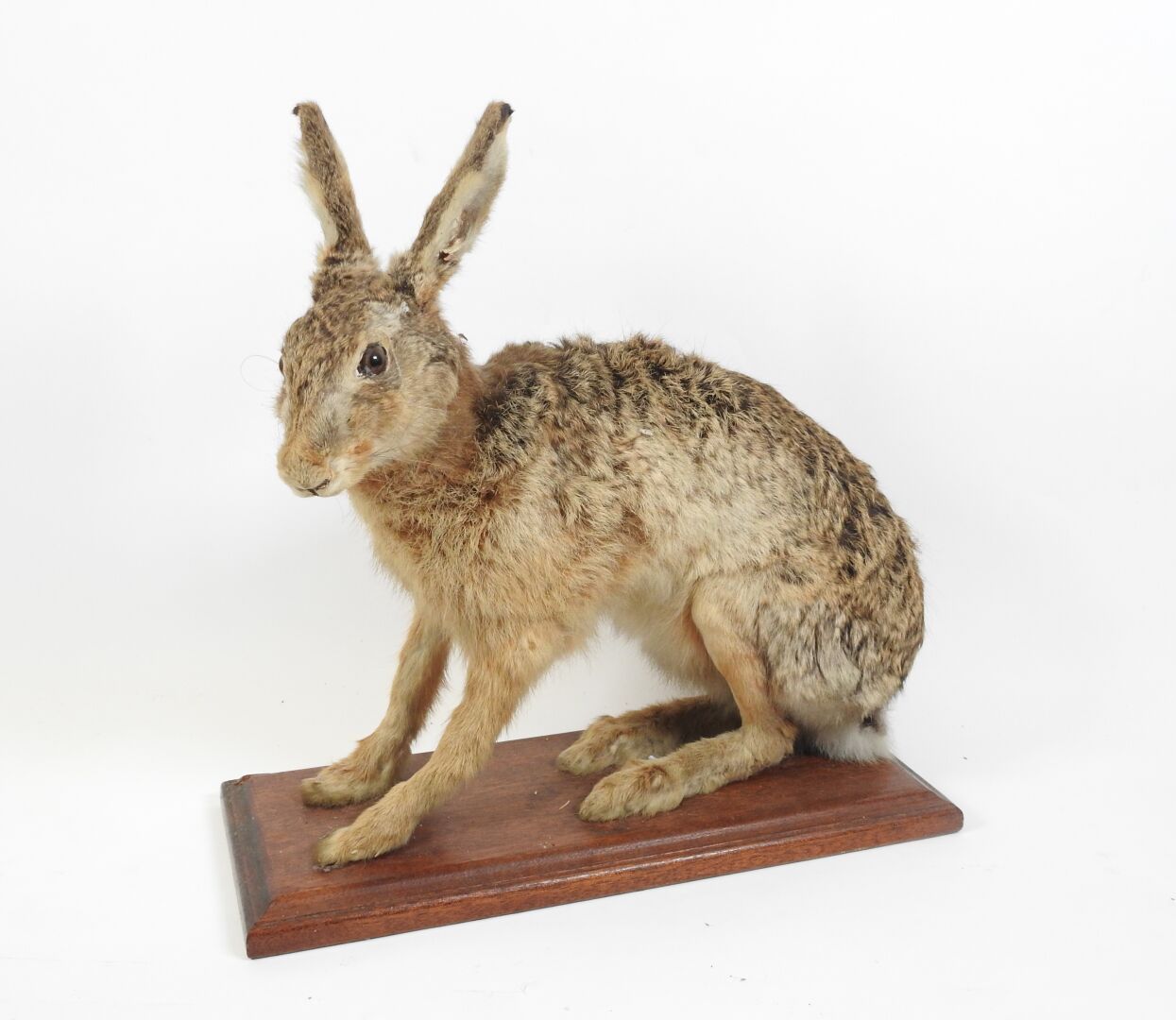 Null European hare (Lepus europaeus) (CH) : Naturalized specimen in sitting posi&hellip;
