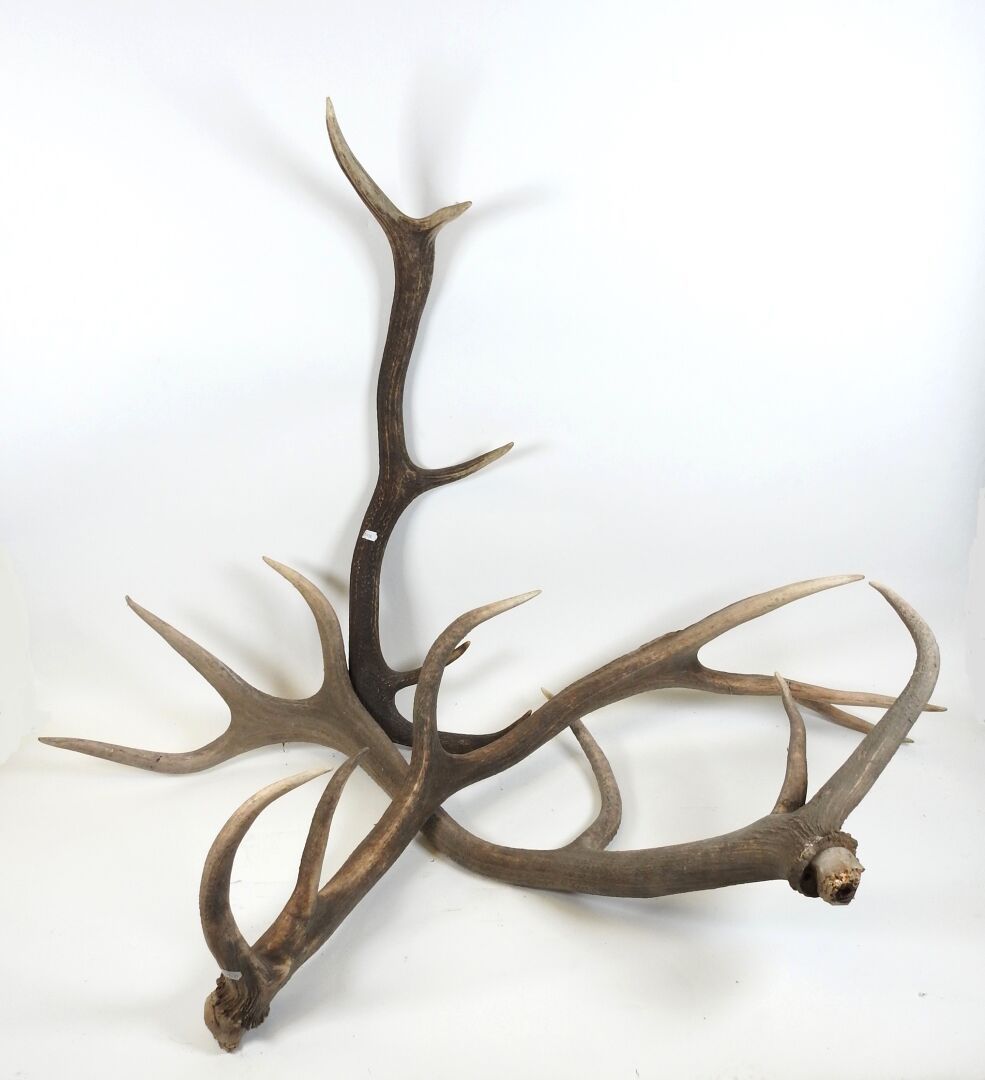 Null Deer (Cervus Elaphus) (CH): Three antlers.