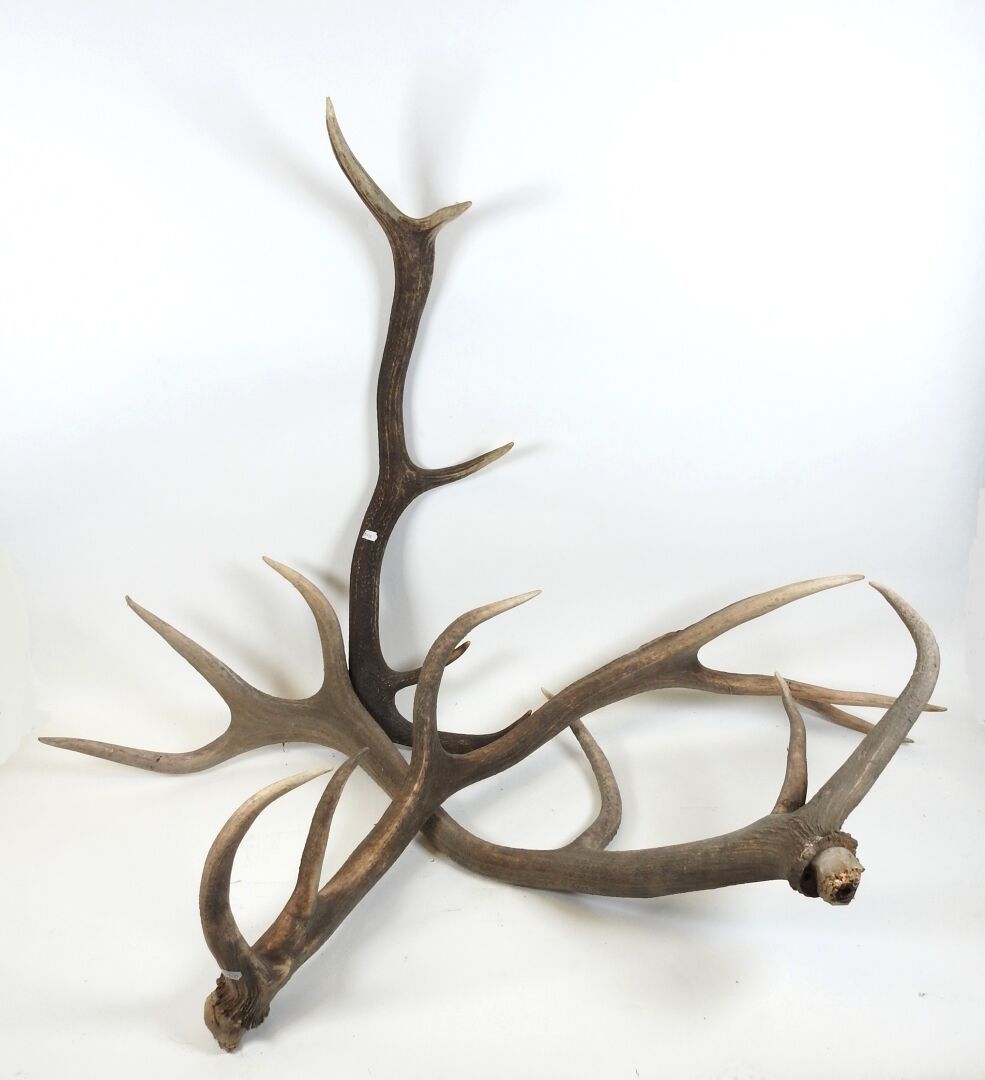 Null Cerf (Cervus Elaphus) (CH) : Trois bois.