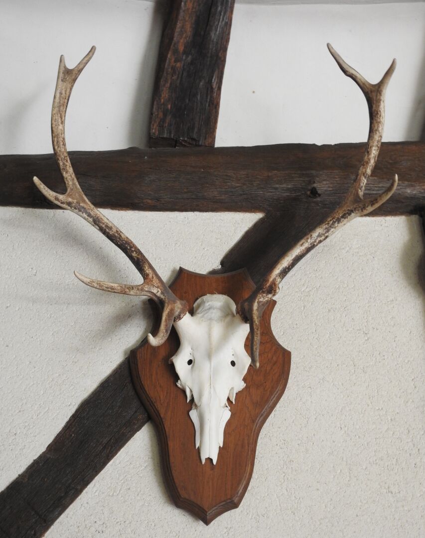 Null Deer (Cervus Elaphus) (CH): Massacre on antler patch.