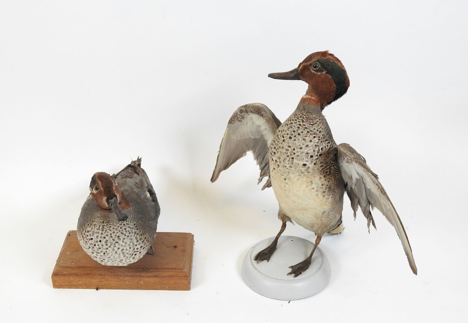 Null Green-winged Teal (Anas crecca) (CH) : Two naturalized male specimens. Wood&hellip;