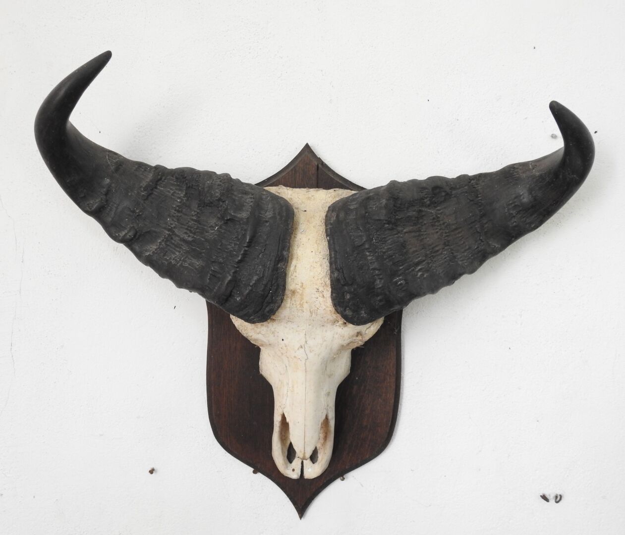 Null Savannah buffalo (Syncerus caffer brachyceros) (CH): Massacre on wooden shi&hellip;