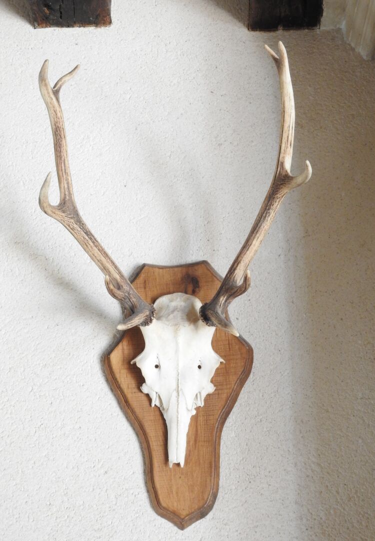 Null Deer (Cervus Elaphus) (CH): Two kills on antler crest.