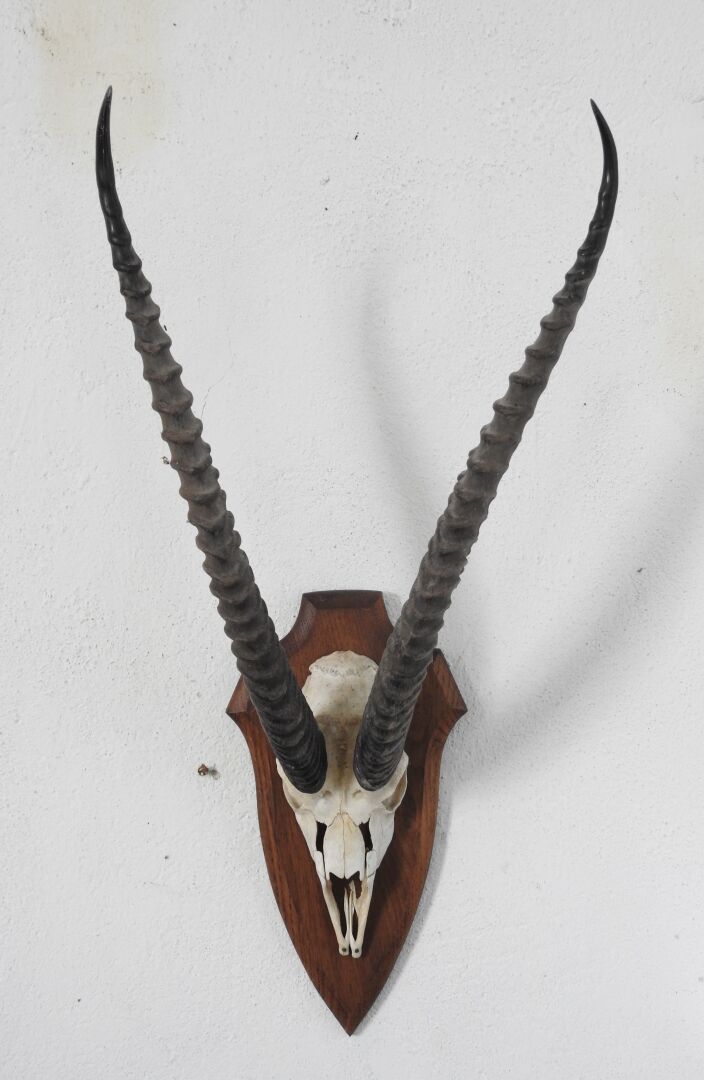 Null Gazelle de grant (Gazella granti) (CH): Massaker auf Holzschild.

Herkunft:&hellip;