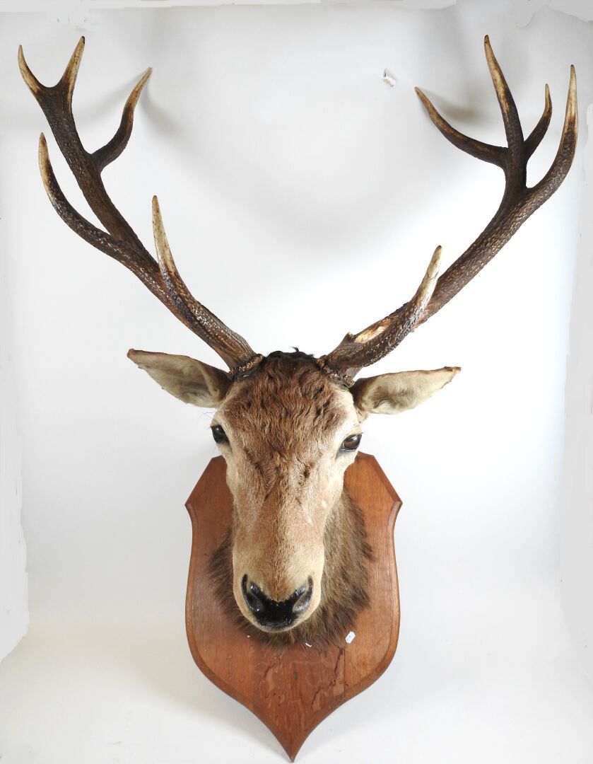 Null Stag (Cervus Elaphus) (CH) : Important head in cape naturalized on wooden e&hellip;