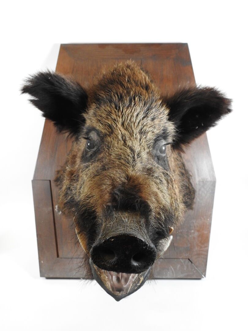 Null European wild boar (Sus scrofa) (CH) : Head in cape naturalized on wooden b&hellip;