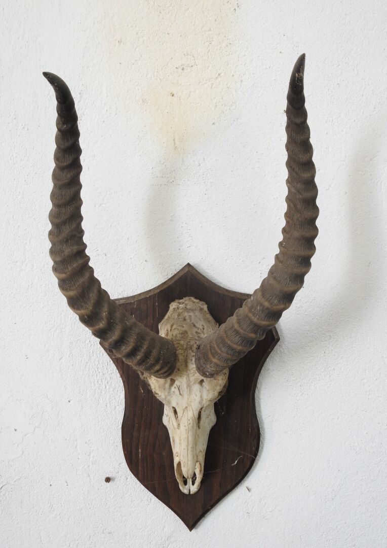 Null Mazorca de búfalo (Kobus kob) (CH): Masacre en escudo de madera.

Procedenc&hellip;