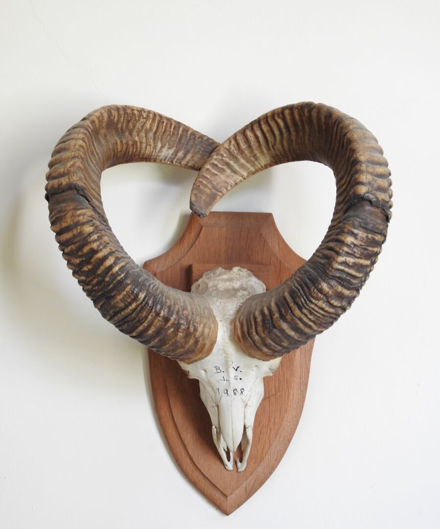 Null European Mouflon (Ovis aries musimon) (CH) : Massacre on a wooden shield.

&hellip;