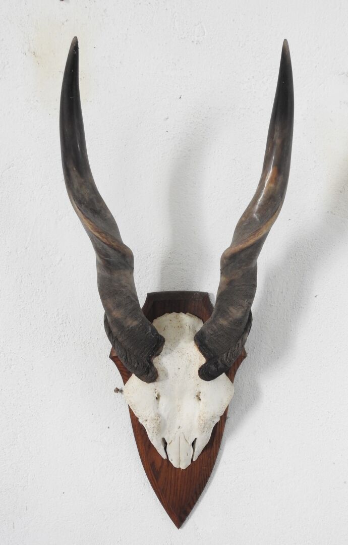 Null Élan du Cap (Taurotragus oryx) (CH) : massacre sur écusson de bois.

Proven&hellip;