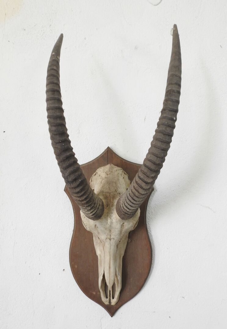Null Cavallo antilope (Hippotragus equinus) (CH): Massacro su scudo di legno.

P&hellip;
