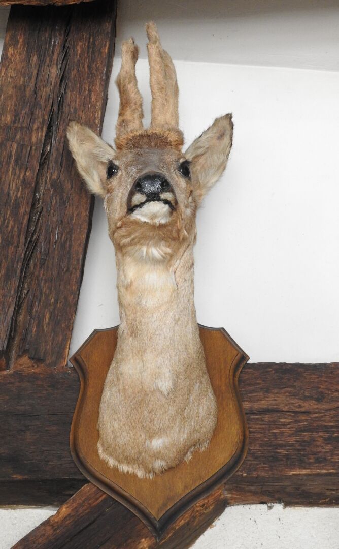 Null 欧洲狍（Capreolus capreolus）（CH）：头部为归化披毛，茸毛鹿。在一个鹿角护罩上。