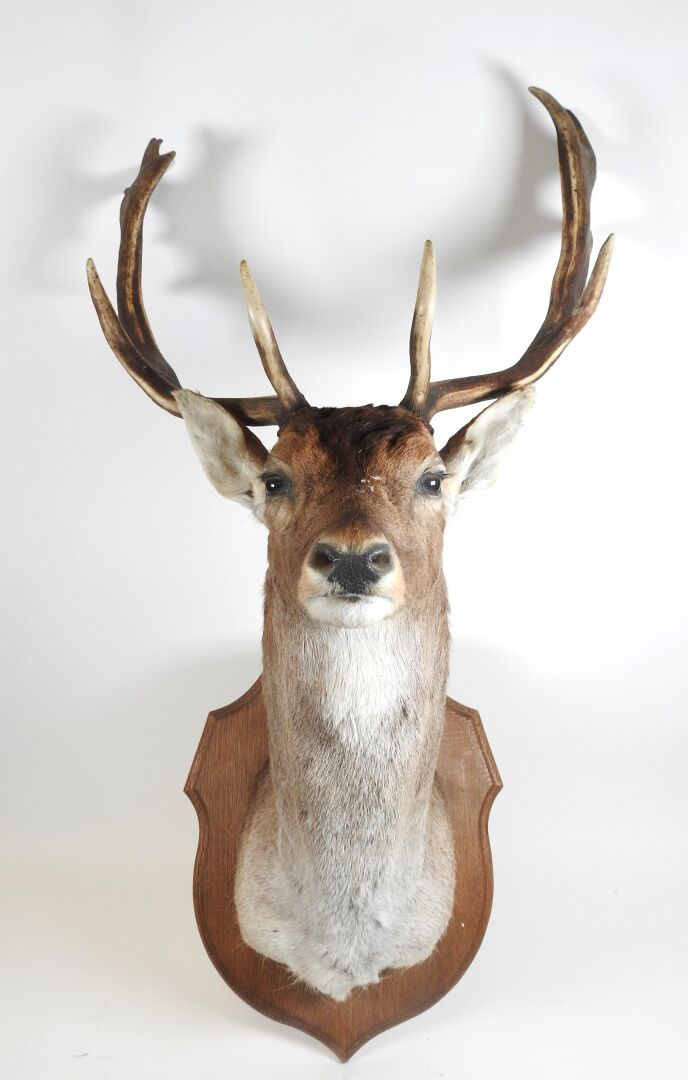 Null Fallow deer (Dama dama) (CH) : Head in cape naturalized on wooden escutcheo&hellip;