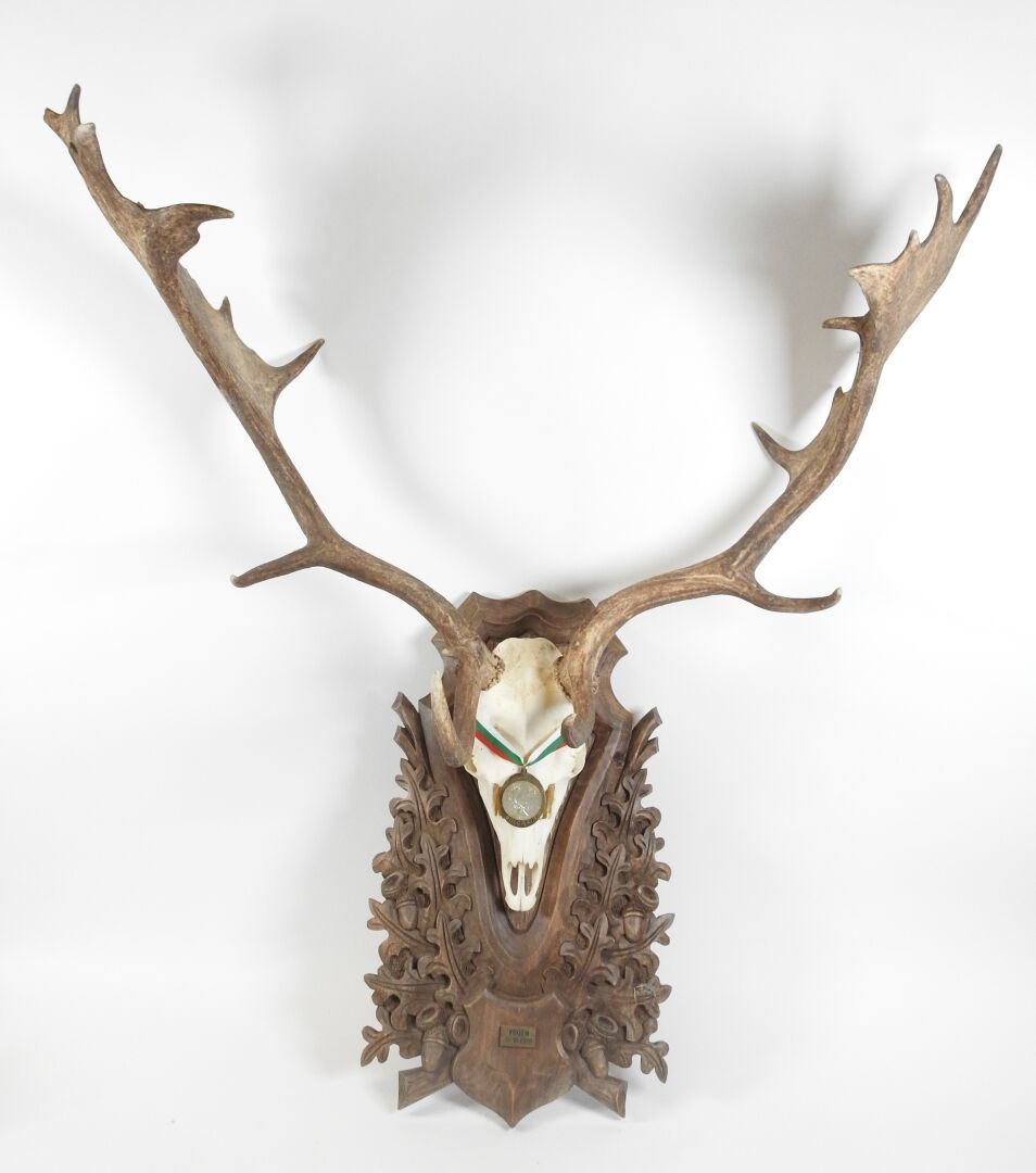 Null 黇鹿(Dama dama)(CH)：木质护罩上的屠杀，雕刻着橡树叶和橡树果，刻有铜牌VODEN 04-10-2001。