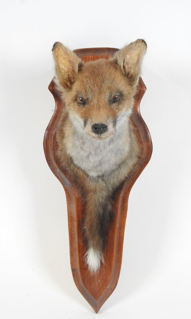 Null Red fox (Vulpes vulpes) (CH): Naturalized fox head in cape on wooden crest.