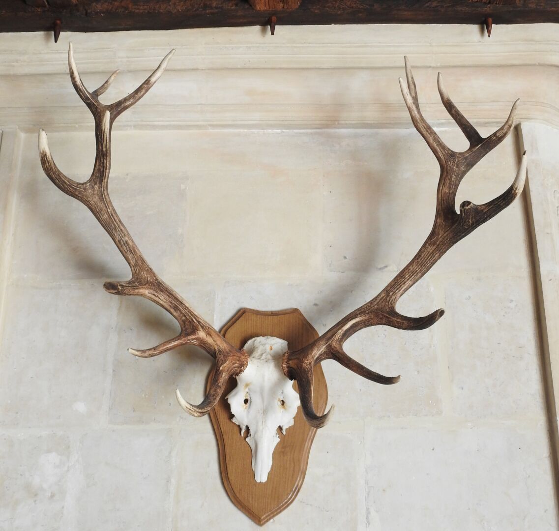 Null Stag (Cervus Elaphus) (CH): Massacre with sixteen horns on a wooden shield.