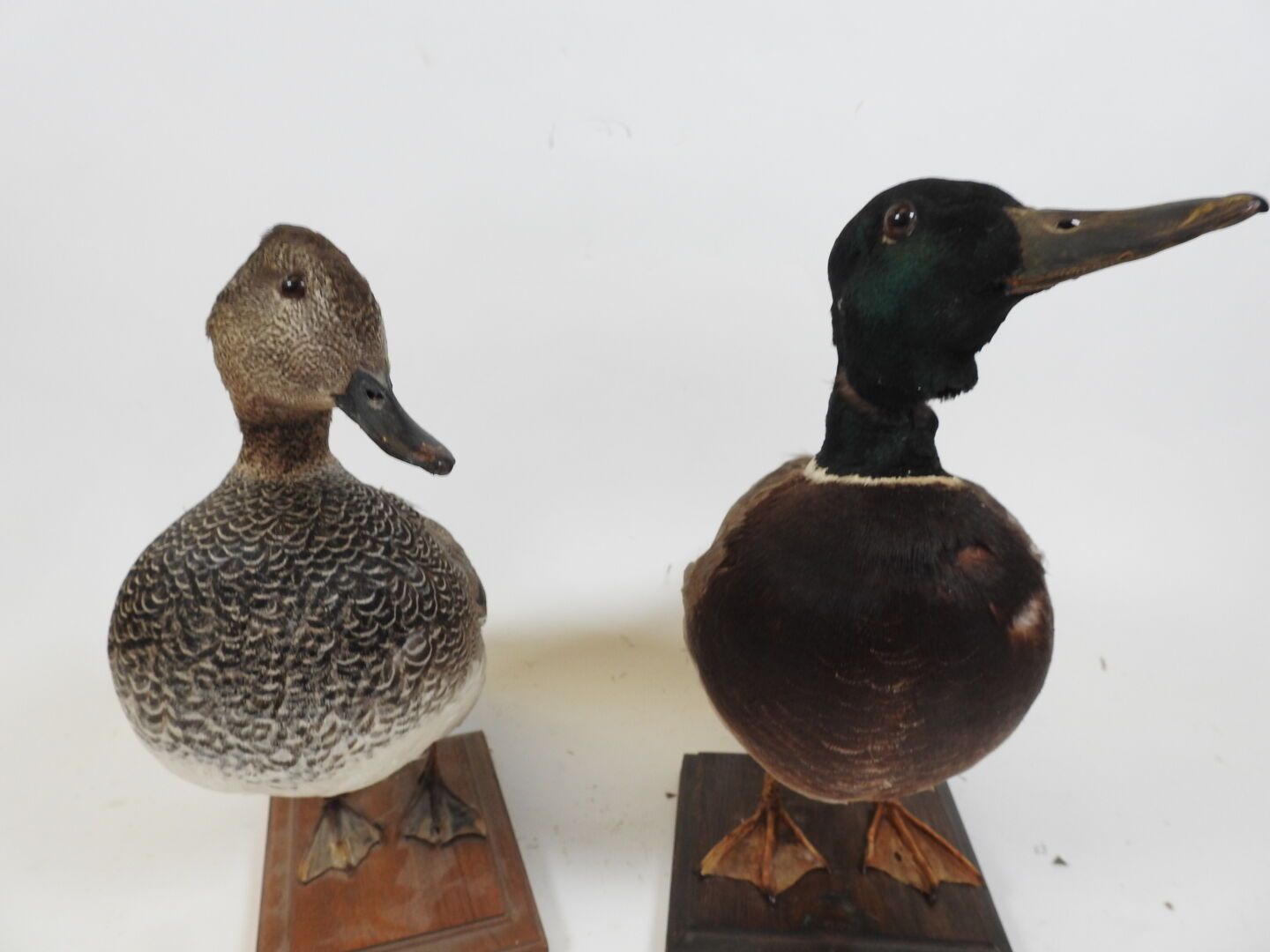 Null Two naturalized ducks on a wooden base.

Wear.