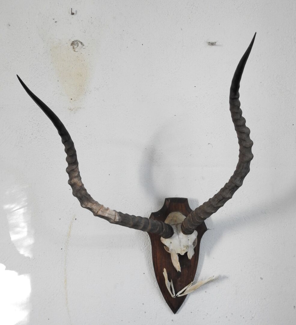 Null 黑斑羚（Aepyceros melampus）（CH）：木质护罩上的屠杀。穿着。

出处："FAFL的赞助人 "和 "解放组织的伙伴 "SOUFFLE&hellip;