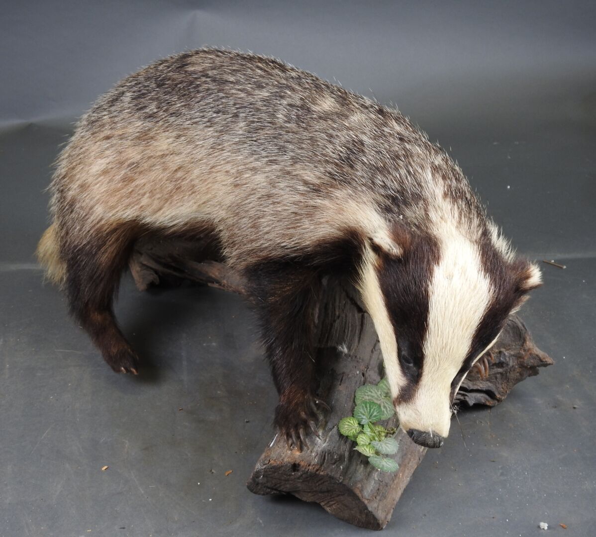 Null European badger (Meles meles) (CH): Whole naturalized subject on a stump wi&hellip;