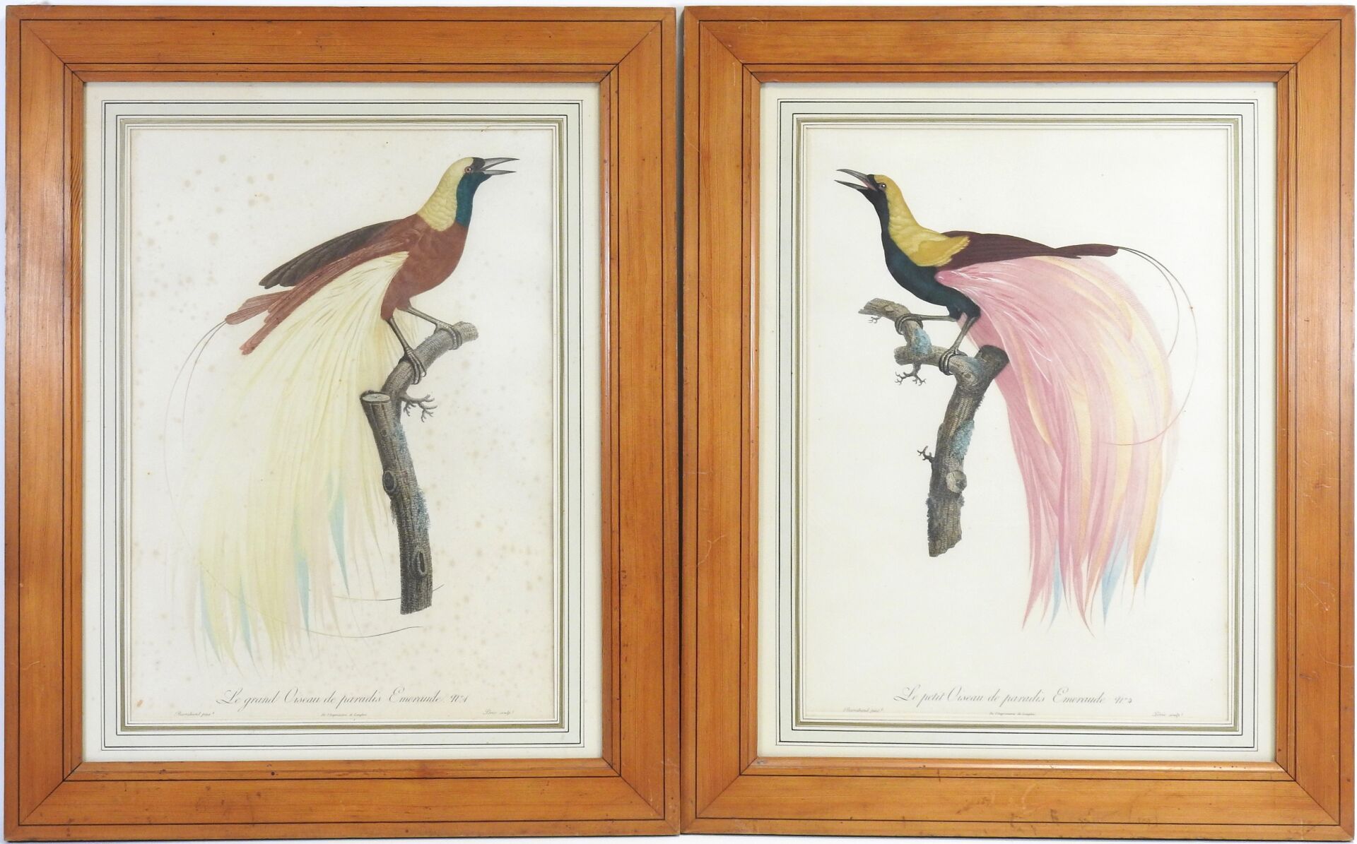 Null Jacques BARRABAND (1767-1809), d'après.
"Le grand Oiseau de Paradis Émeraud&hellip;