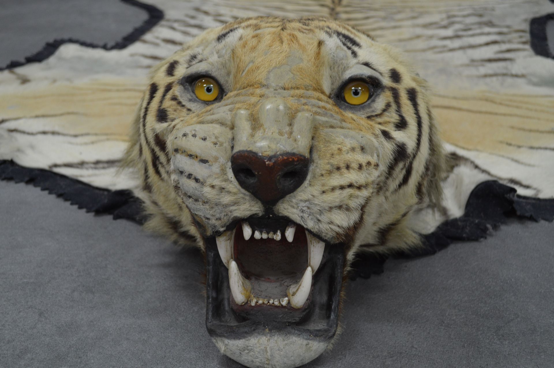 Peau de tigre véritable - Certificat CITES 
真正的
虎皮。归化头。CITES证书。缝制在黑色织物上的套装。使用条件。&hellip;