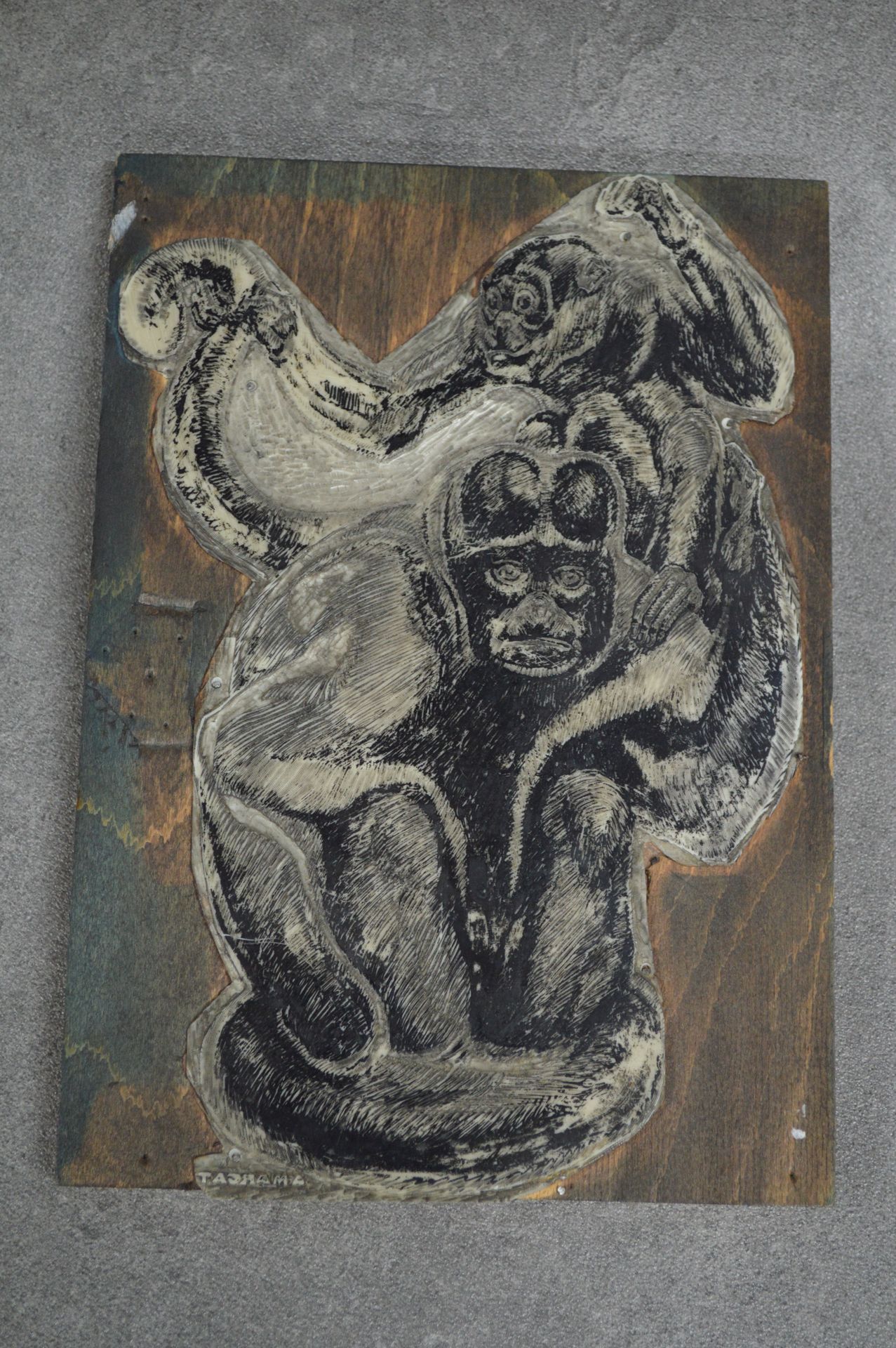 André MARGAT 
安德烈-马尔加（
André MARGAT）（1903-1999）根据签名。印刷板。在球场上签名。猴子。尺寸：22 x 31厘米。